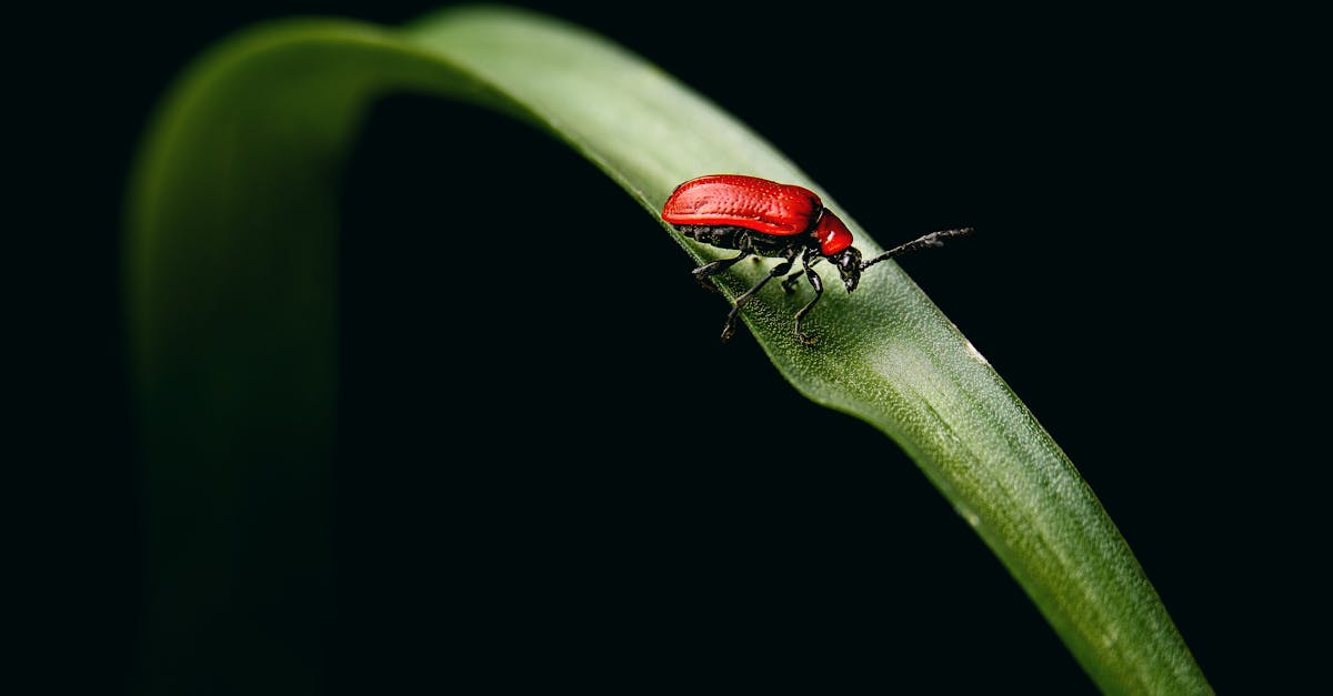 Canberra Pest Control