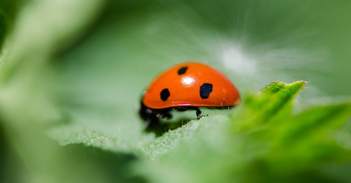 Canberra Pest Control