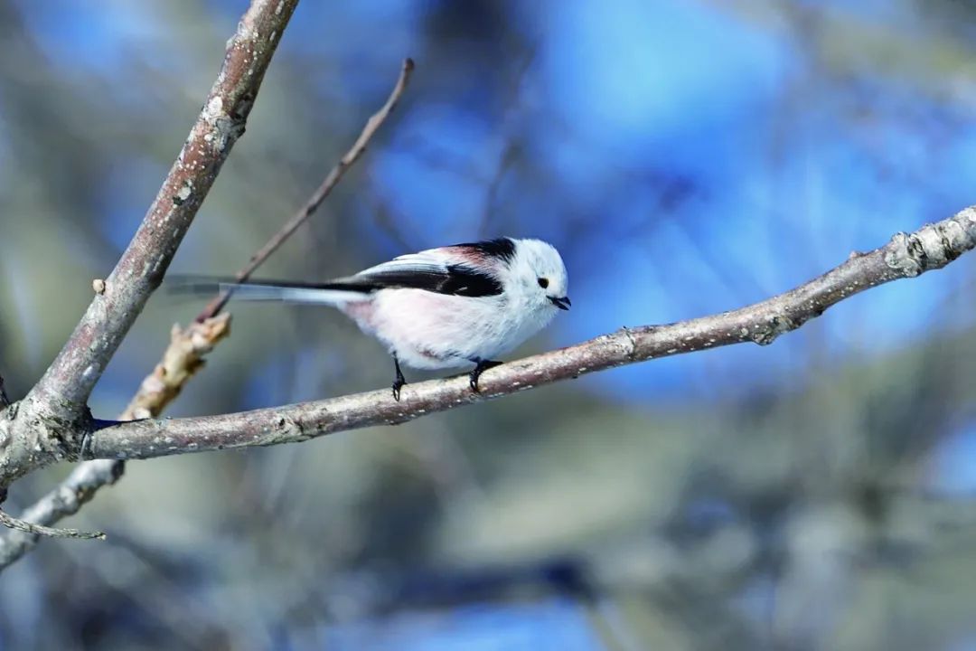 birdWatching