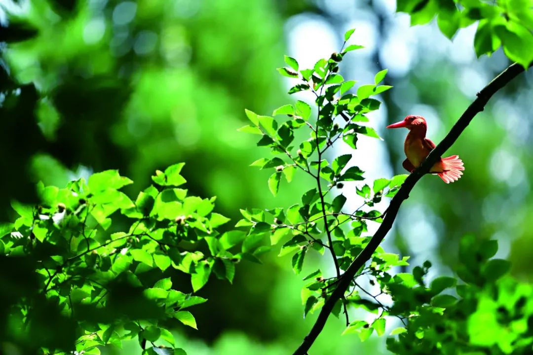 birdWatching
