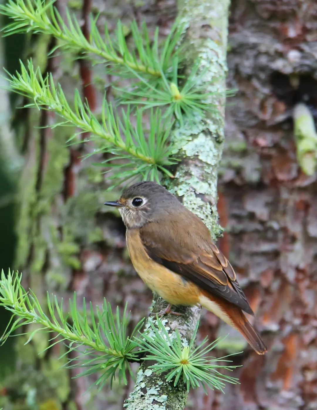 birdWatching