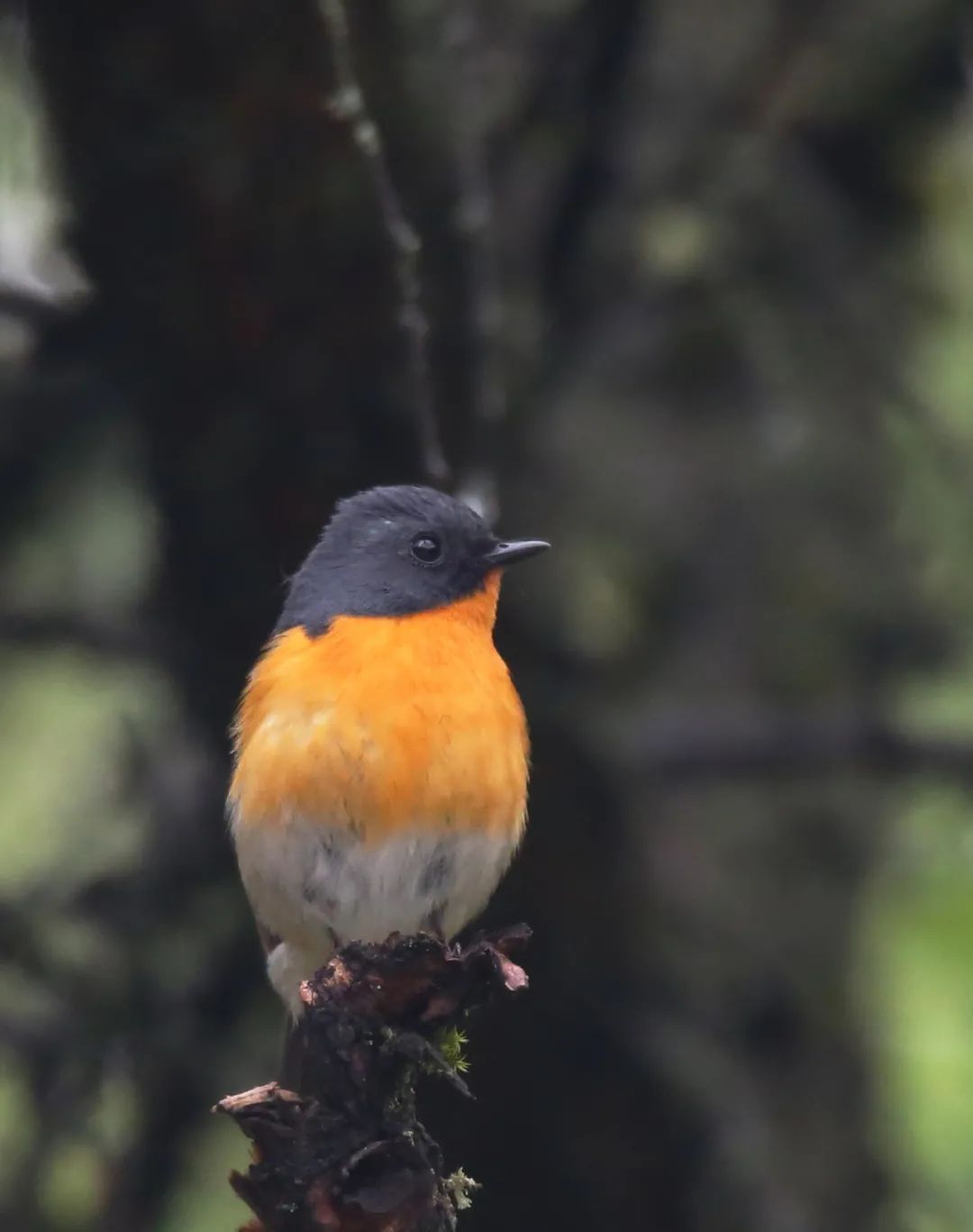 birdWatching