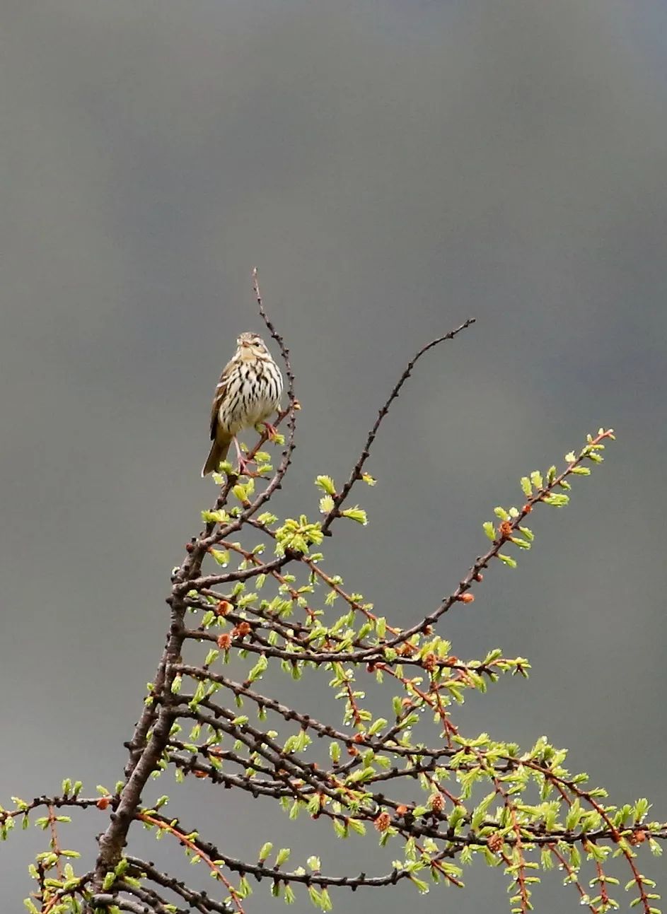 birdWatching