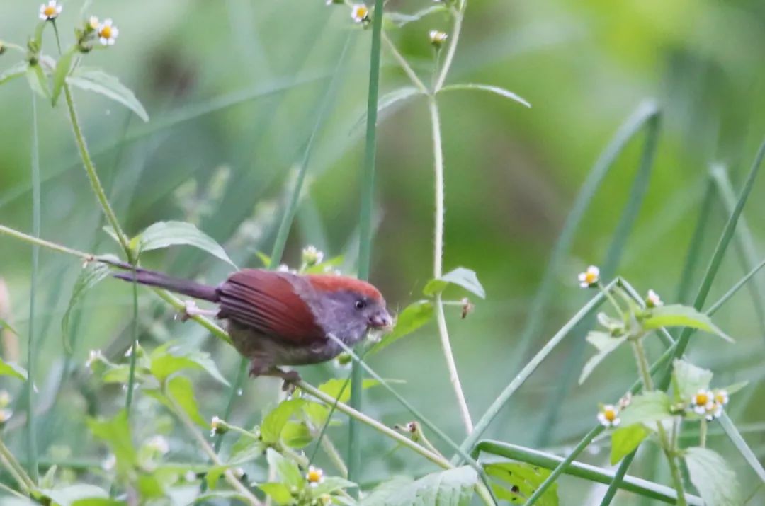 birdWatching
