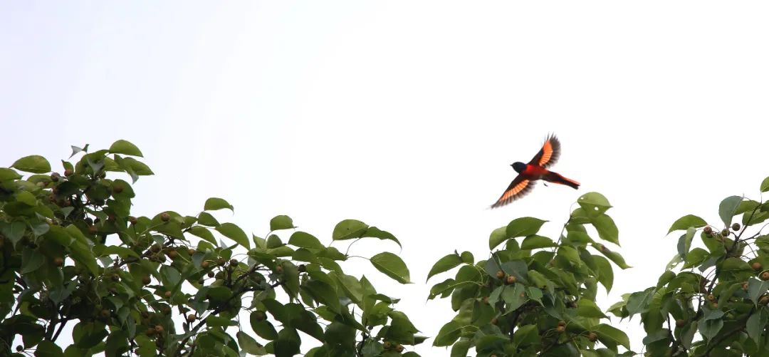 birdWatching