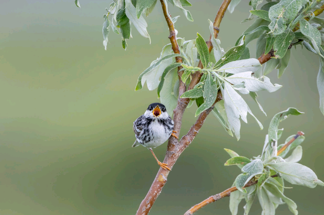 birdWatching
