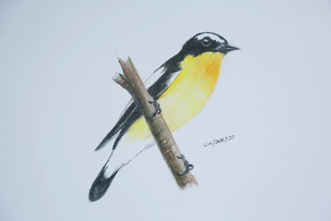 birdWatching