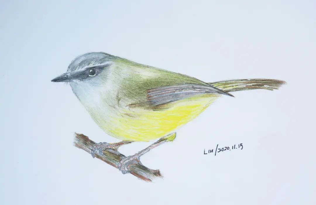 birdWatching