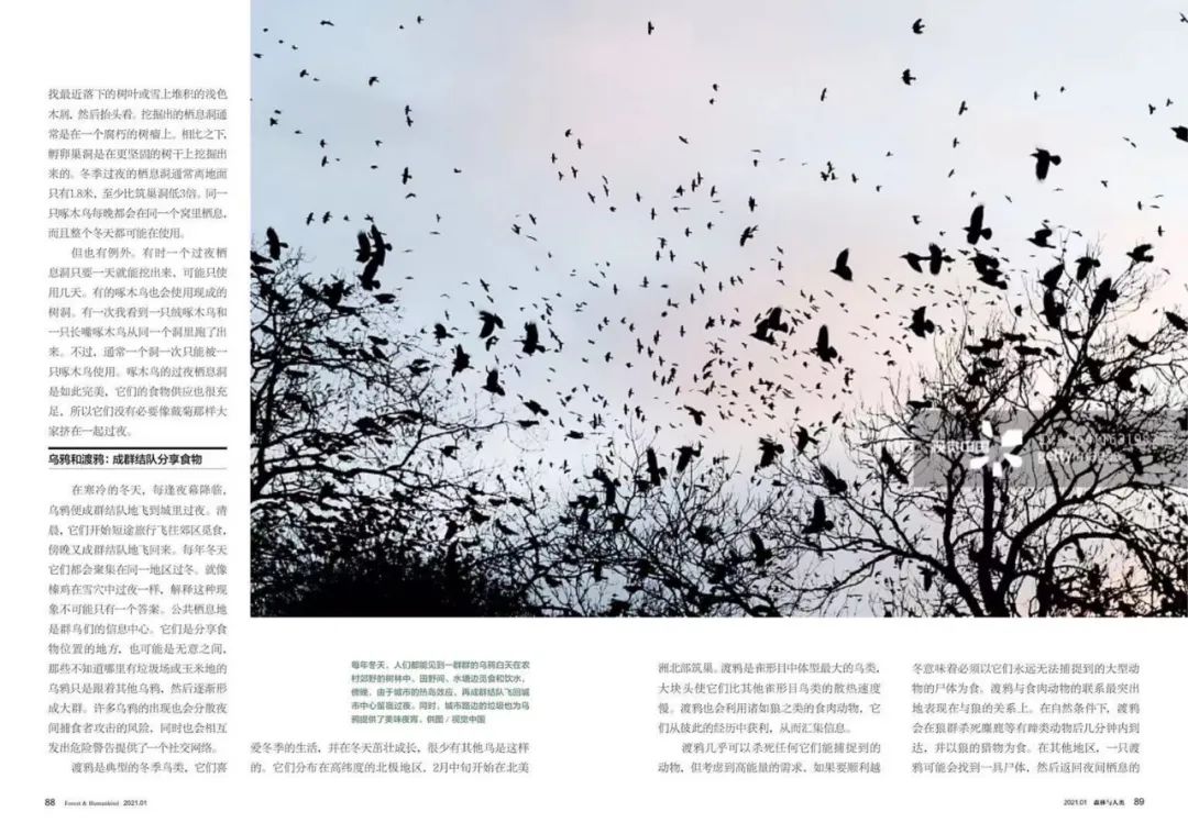 birdWatching