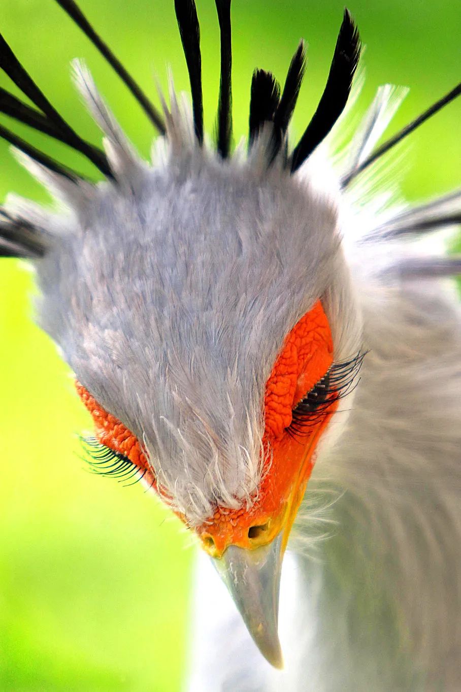 birdWatching