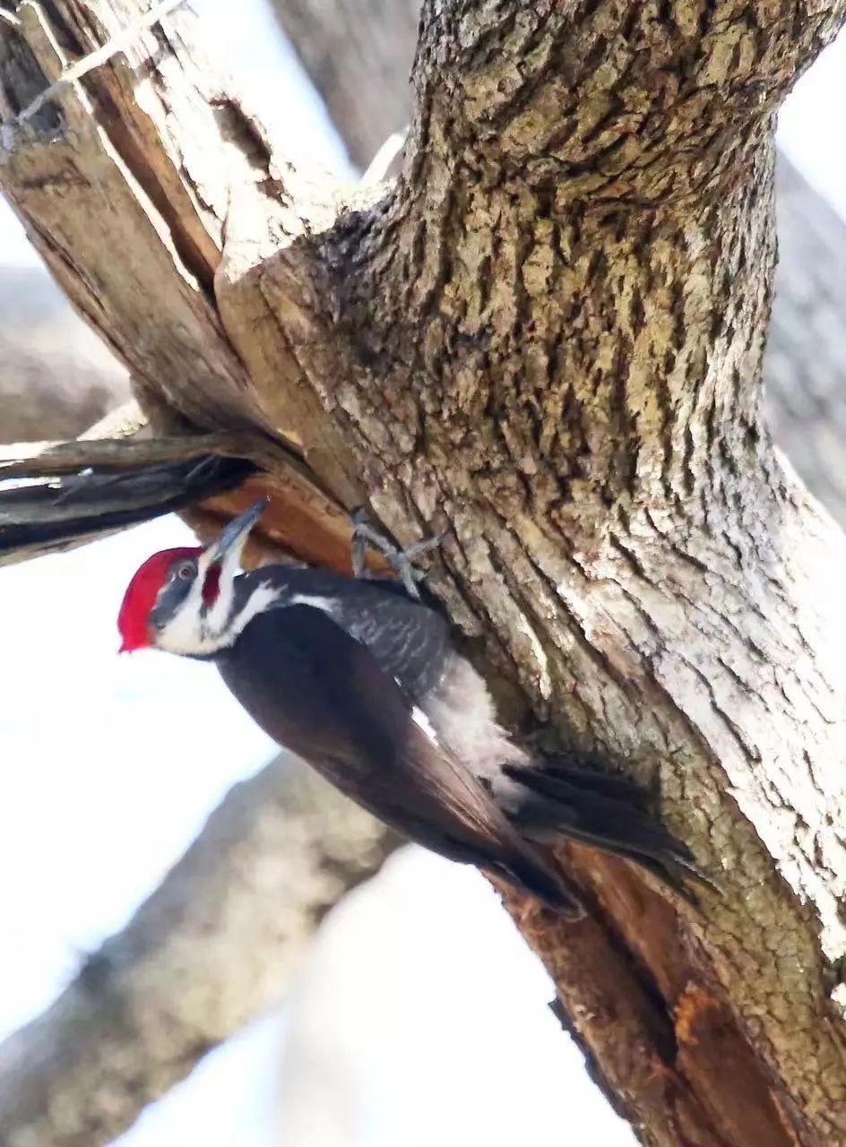 birdWatching
