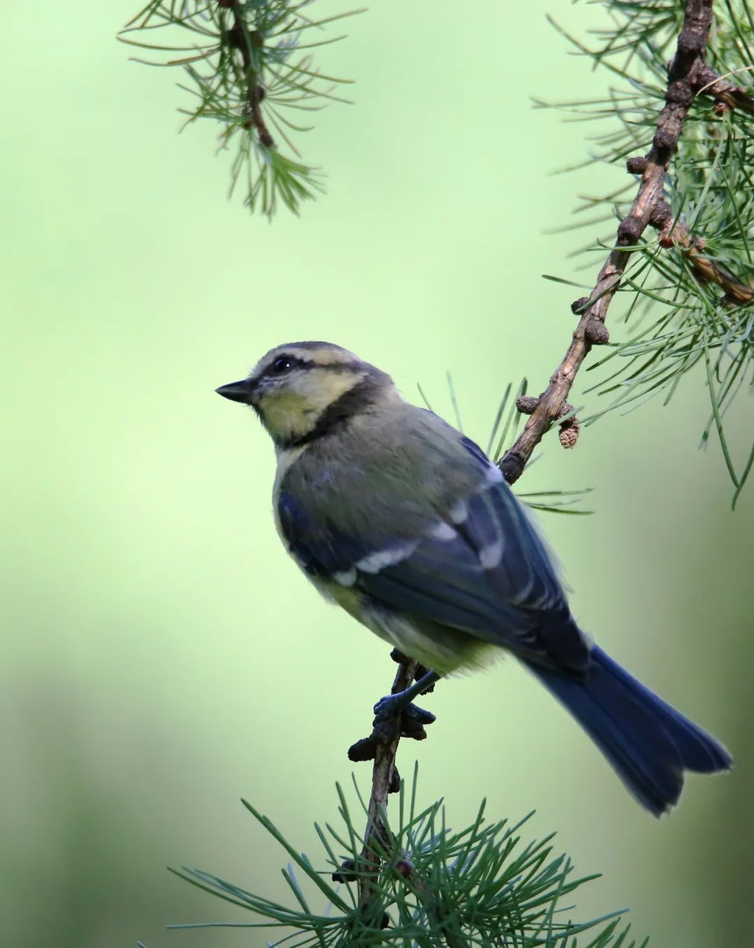 birdWatching