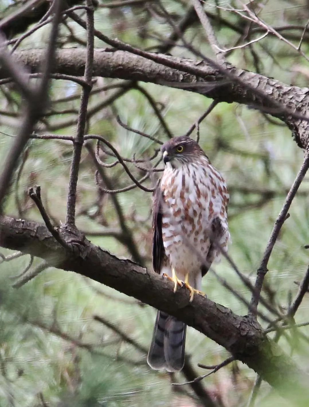birdWatching