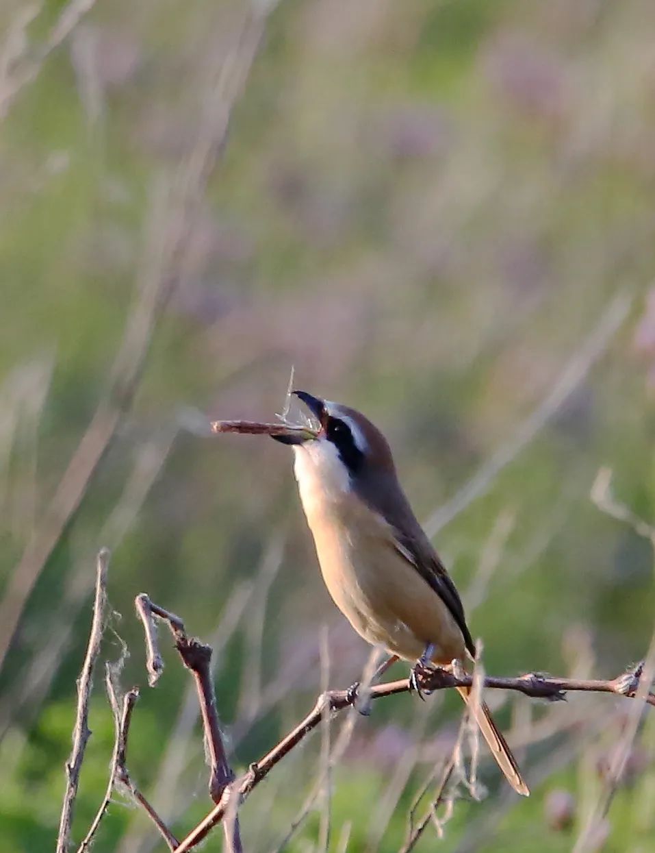 birdWatching