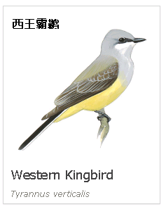 birdWatching