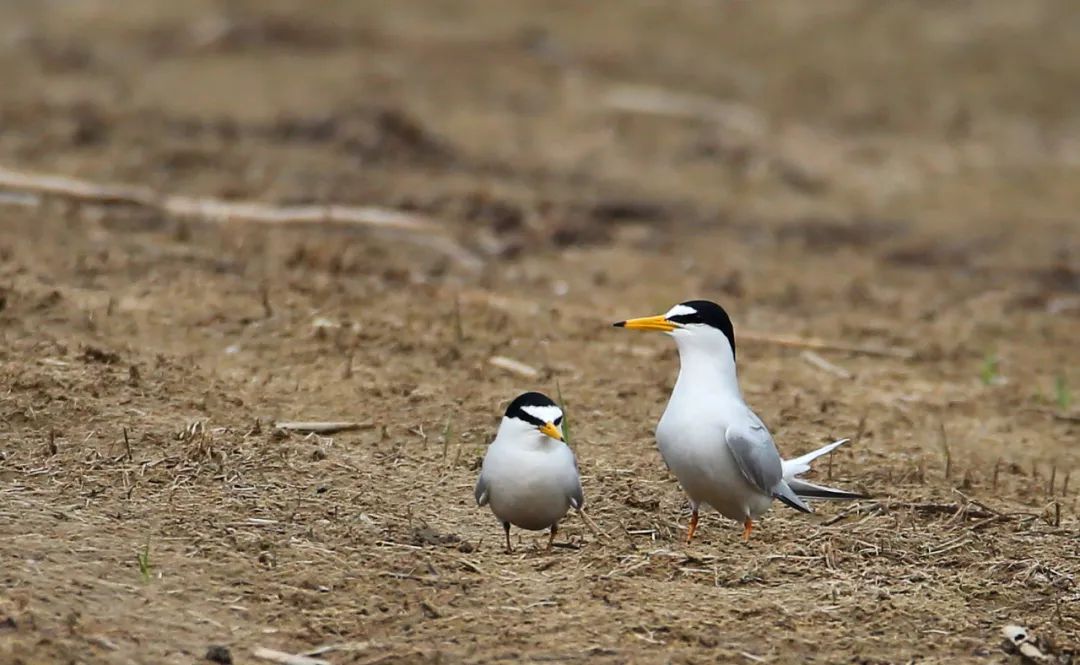 birdWatching
