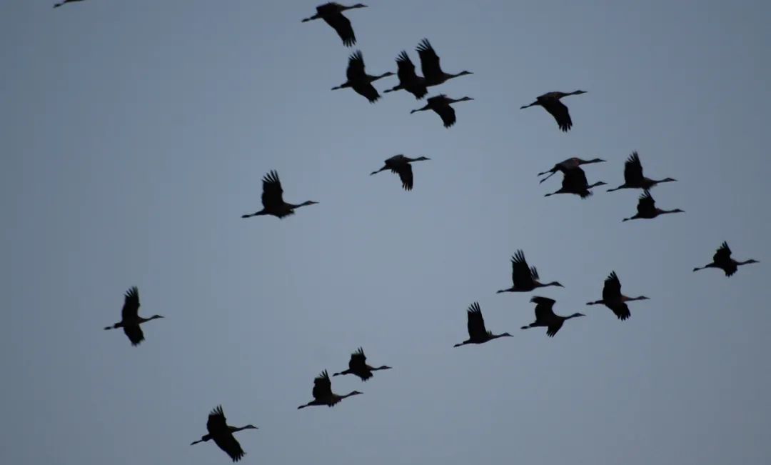 birdWatching