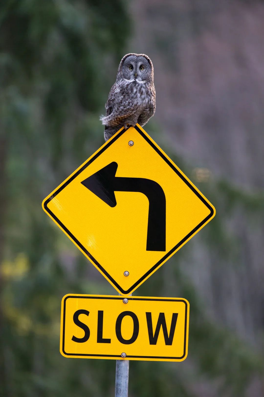 birdWatching