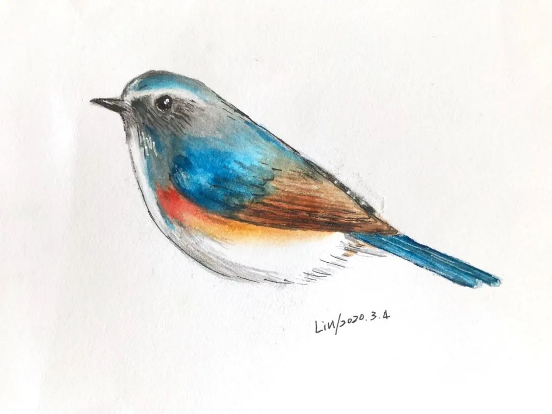 birdWatching