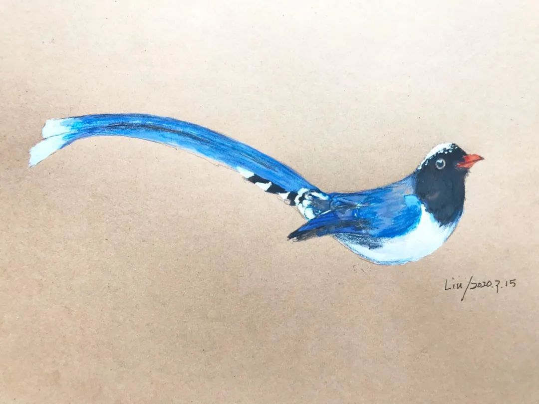 birdWatching