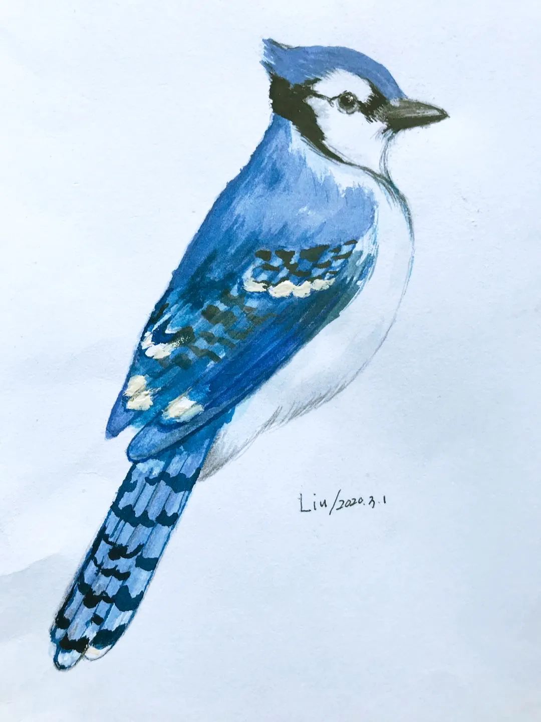 birdWatching