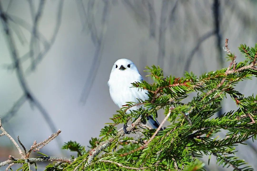 birdWatching