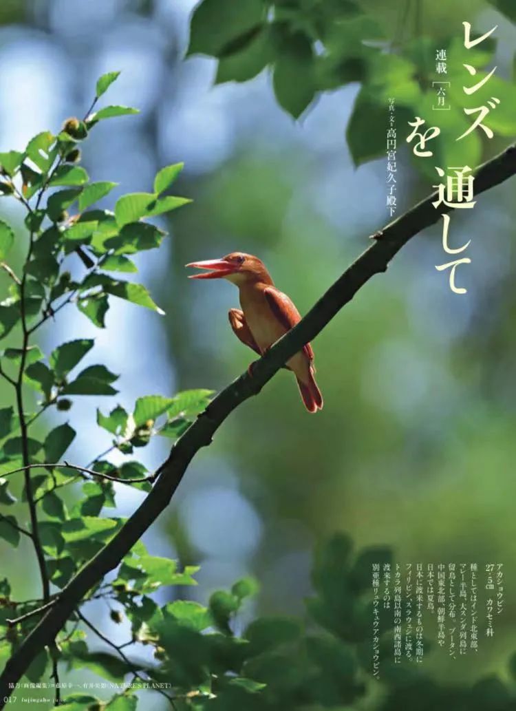 birdWatching