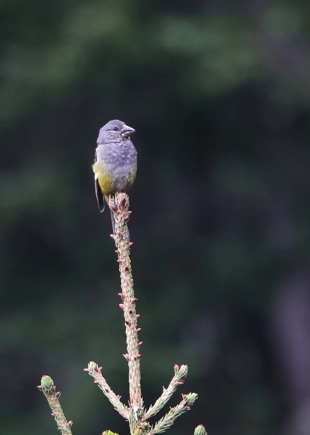 birdWatching