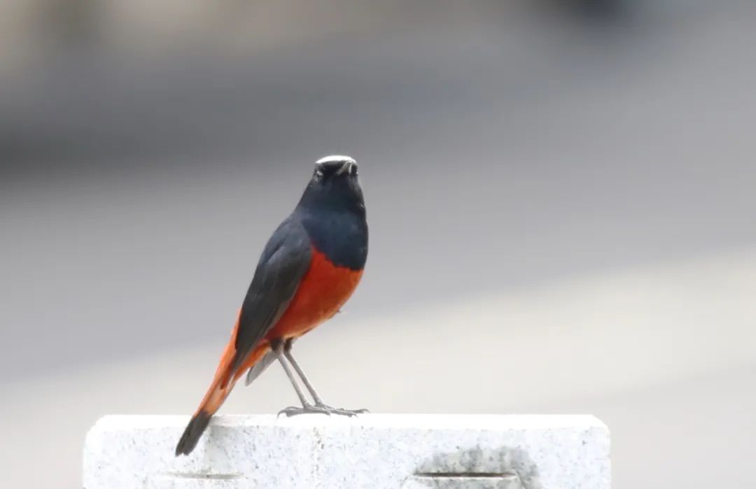 birdWatching