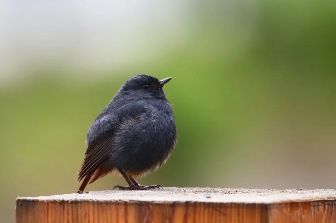 birdWatching