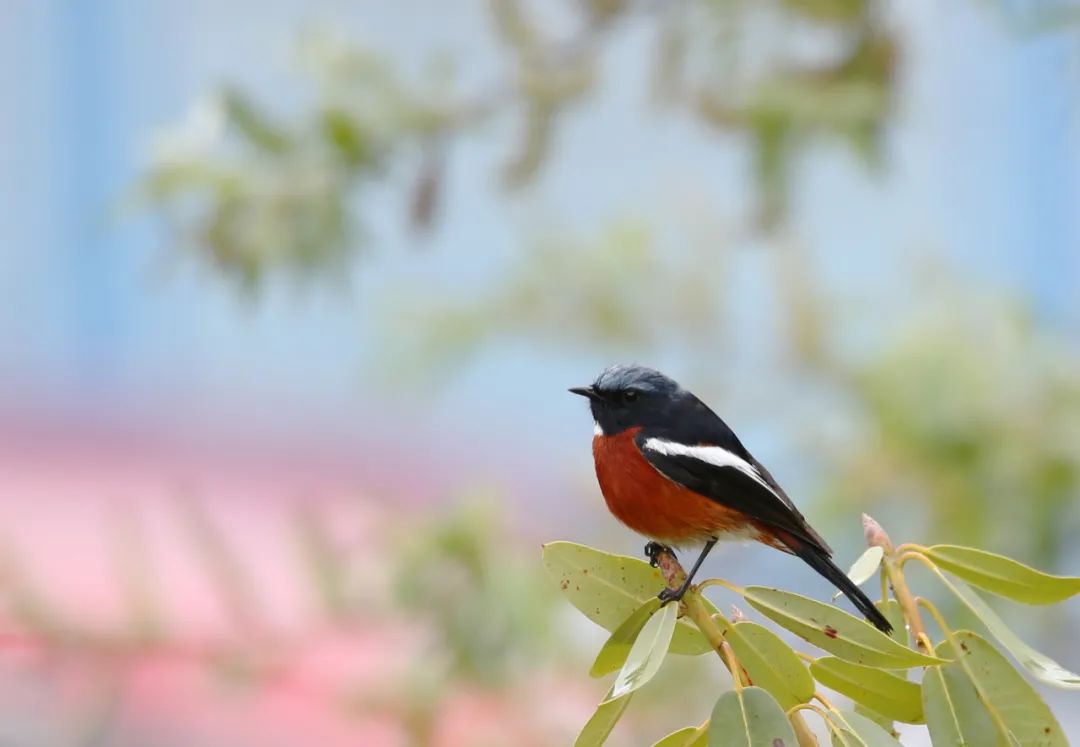 birdWatching