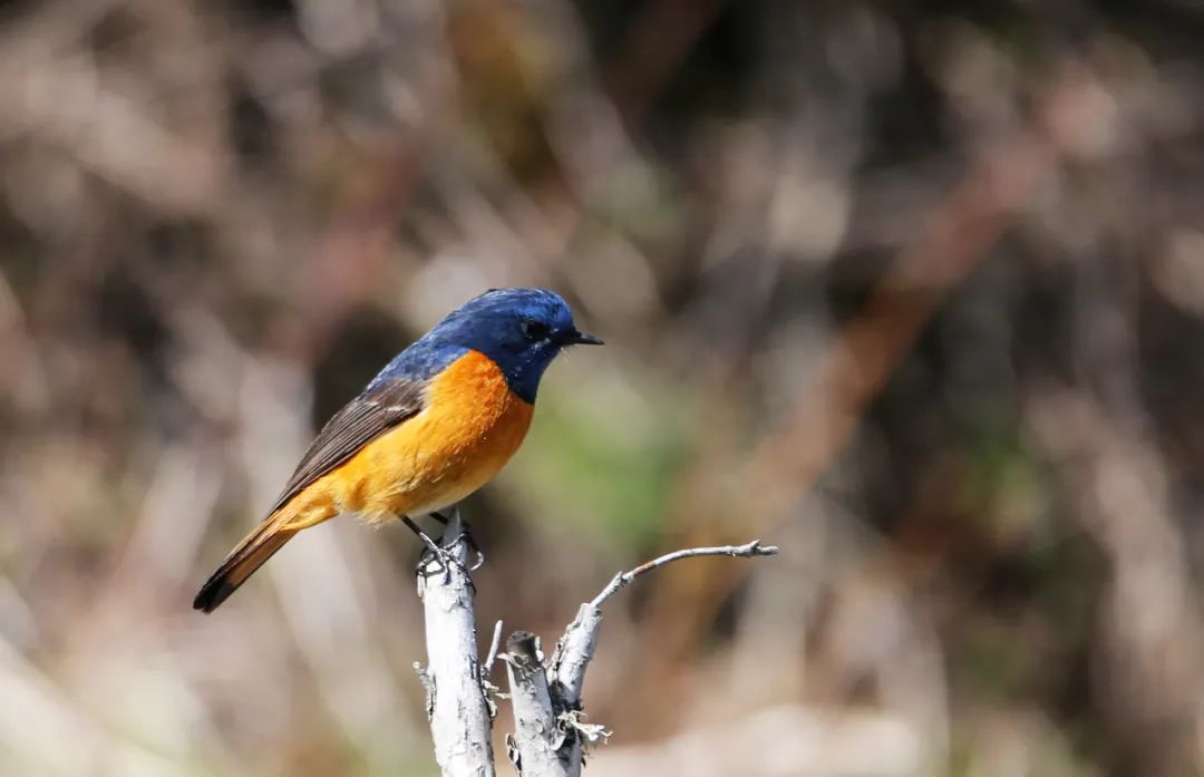 birdWatching