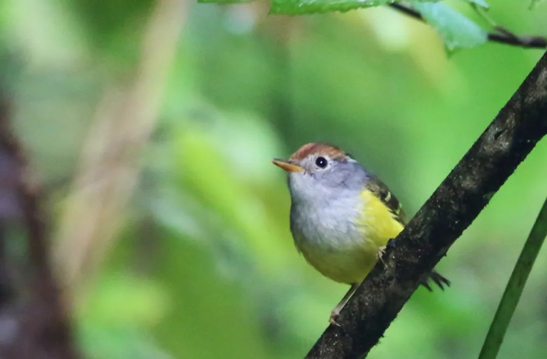birdWatching