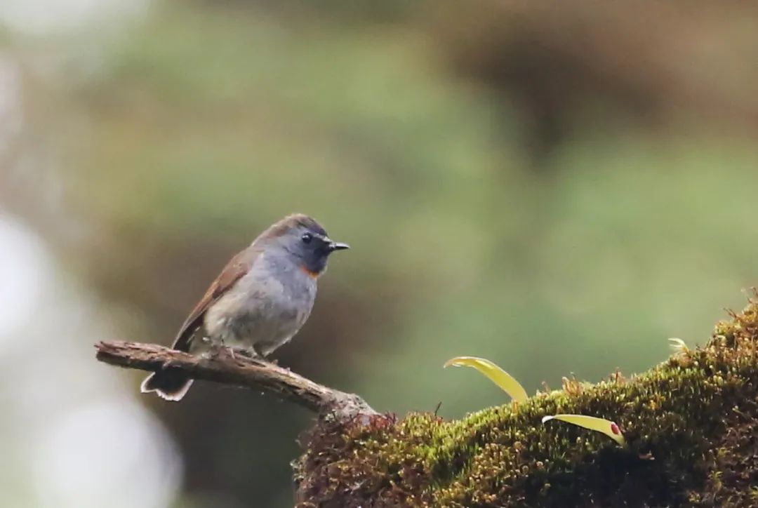 birdWatching