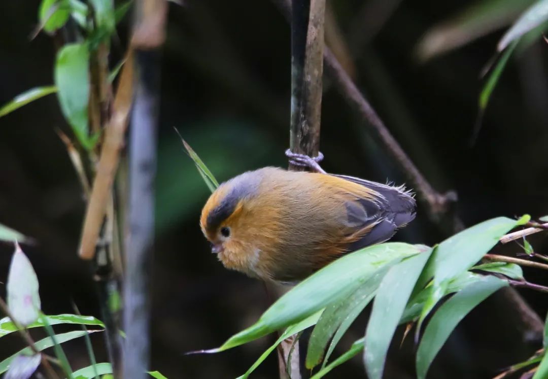birdWatching
