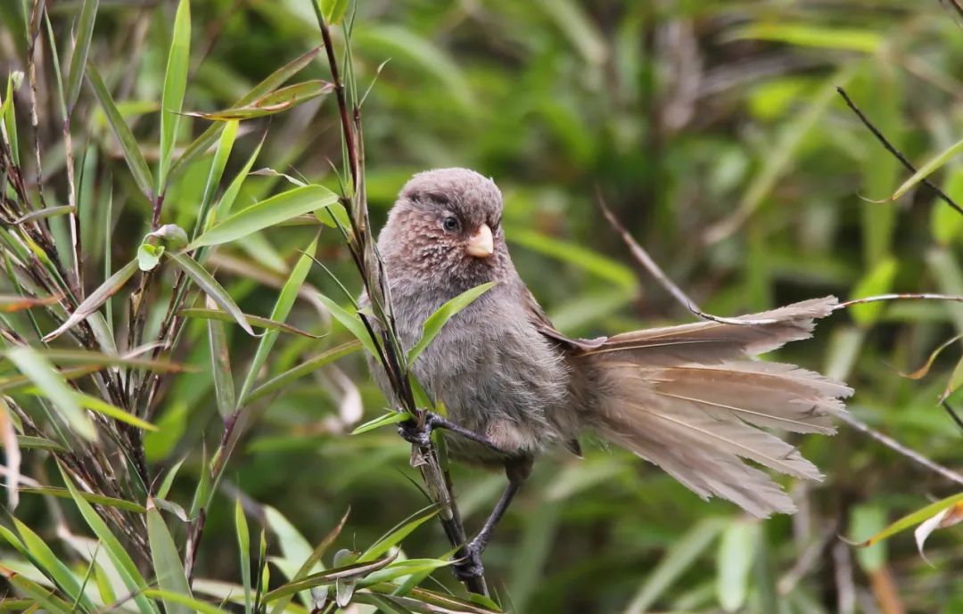 birdWatching