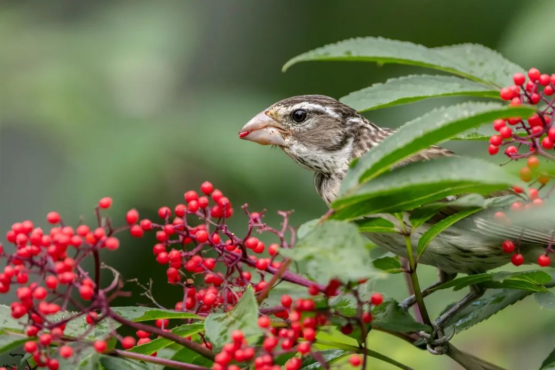 birdWatching