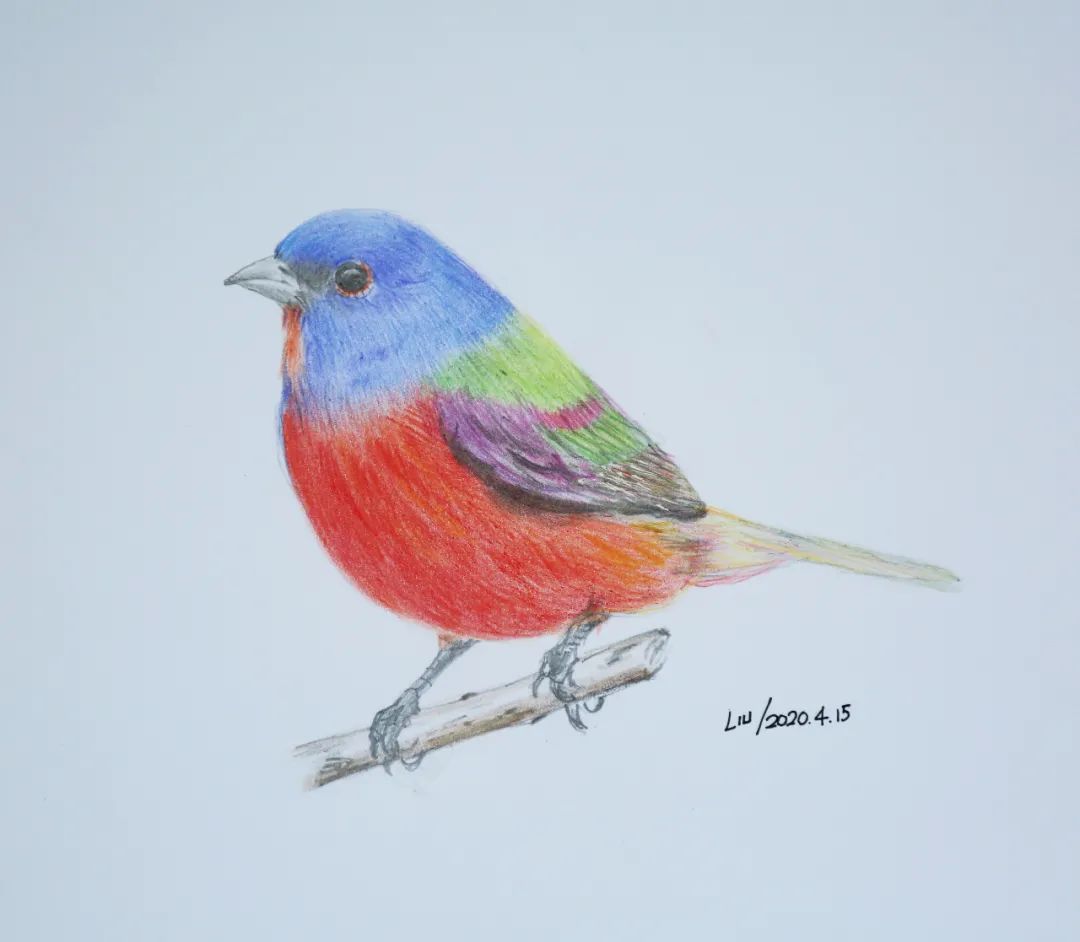 birdWatching