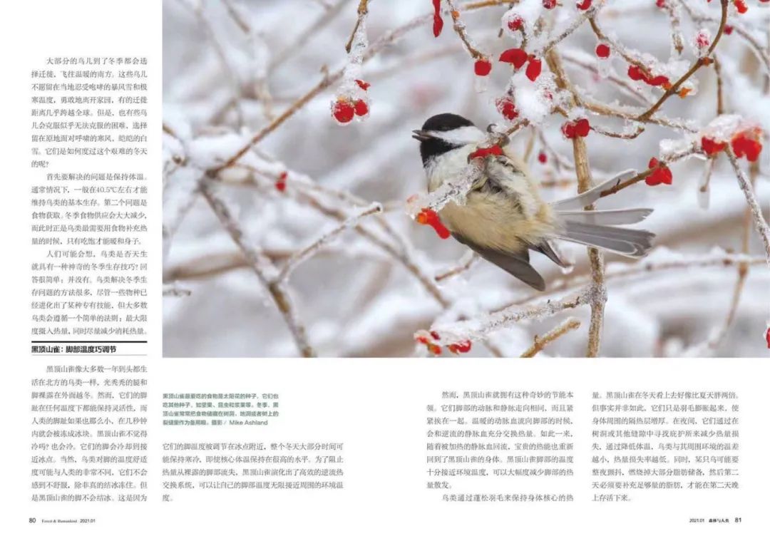 birdWatching