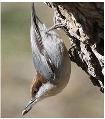 birdWatching