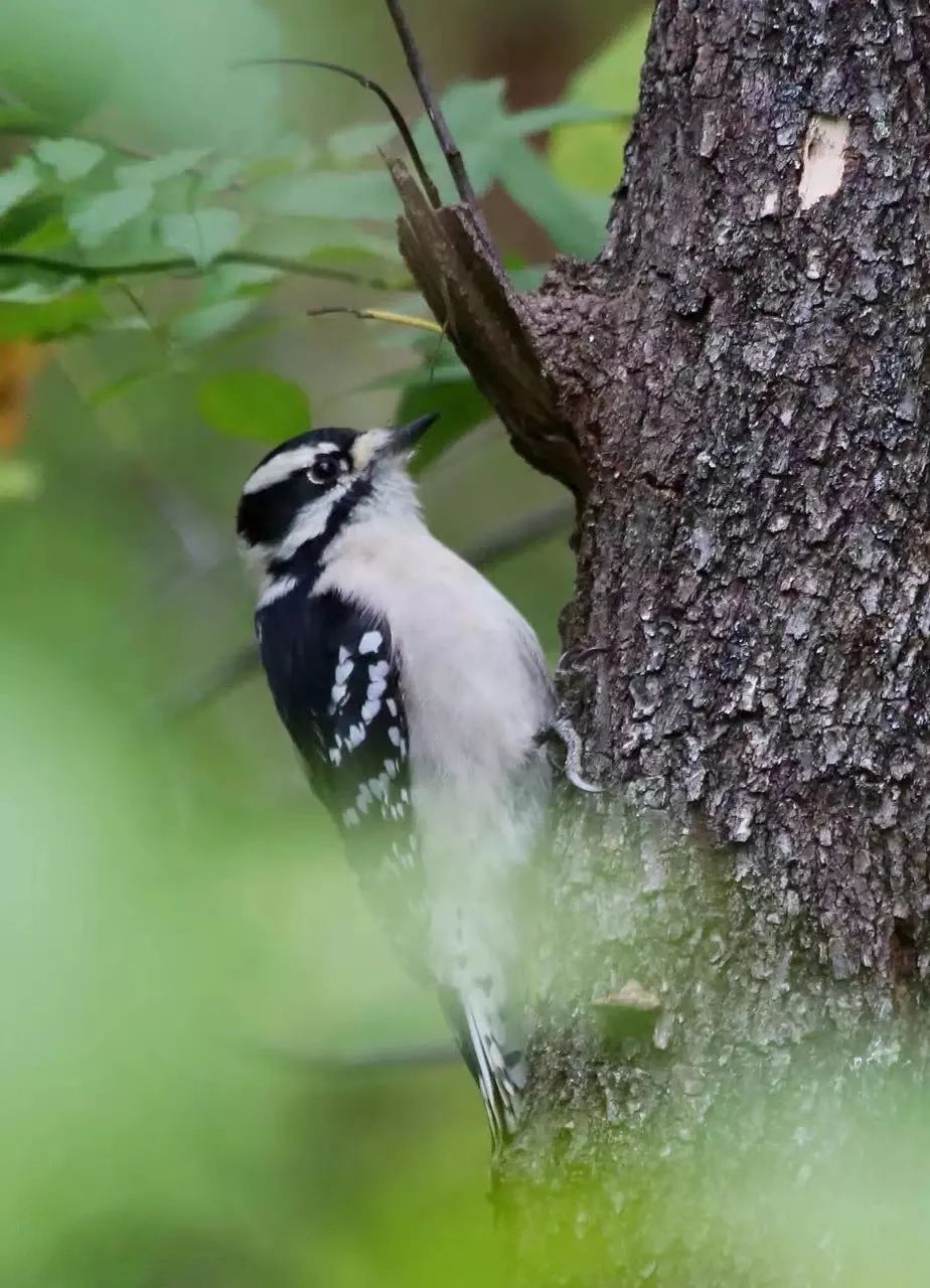 birdWatching