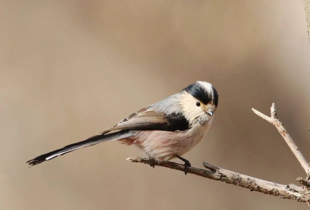 birdWatching