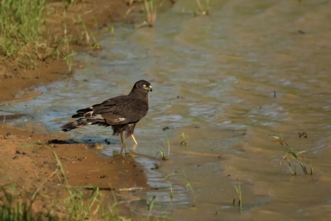 birdWatching