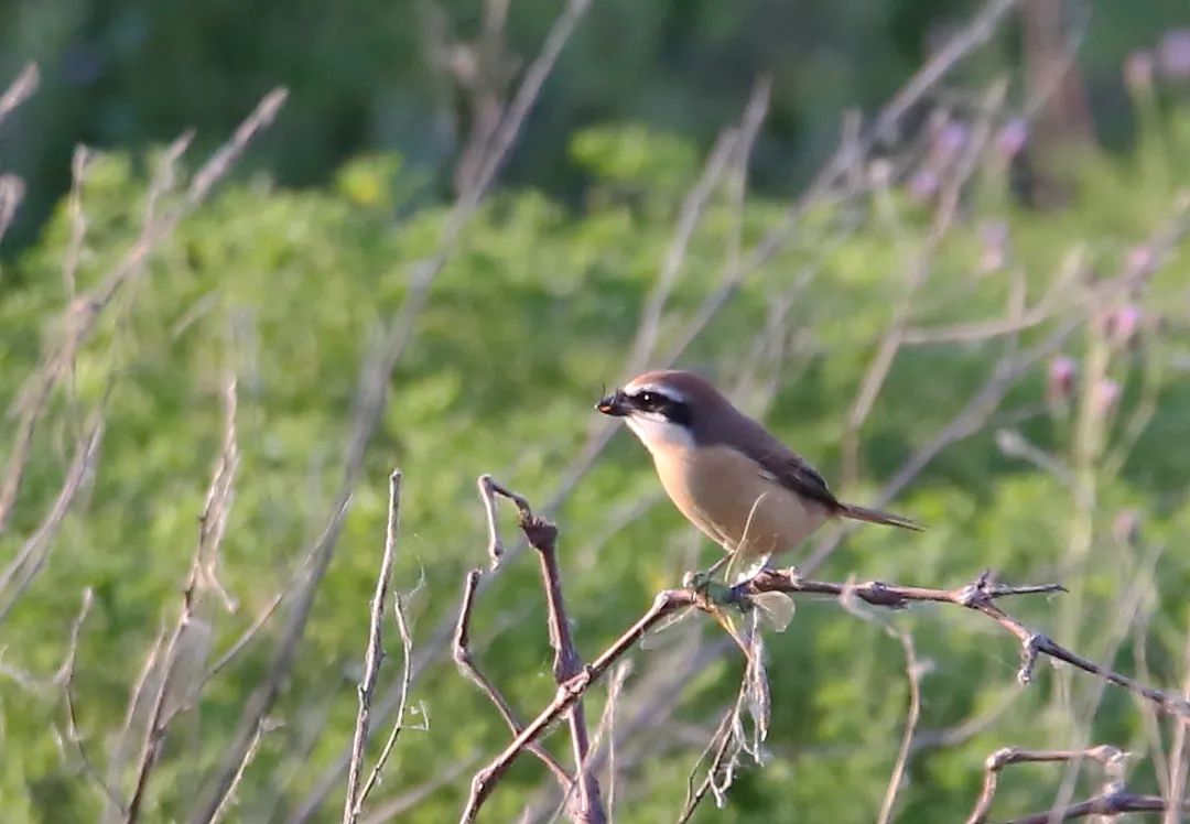 birdWatching