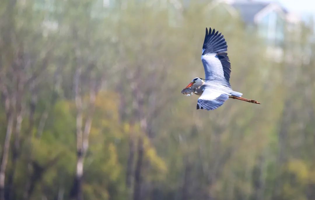 birdWatching