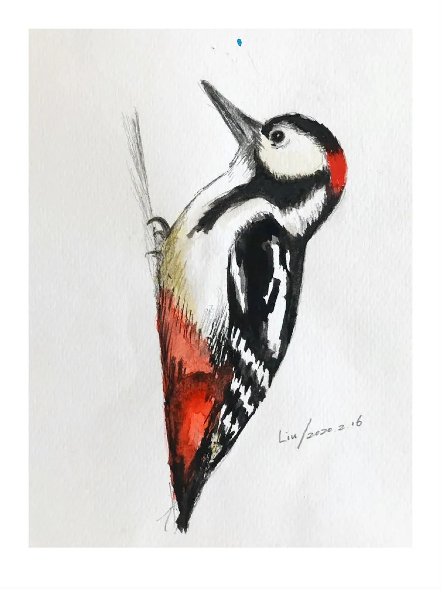 birdWatching