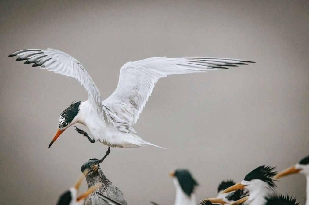 birdWatching
