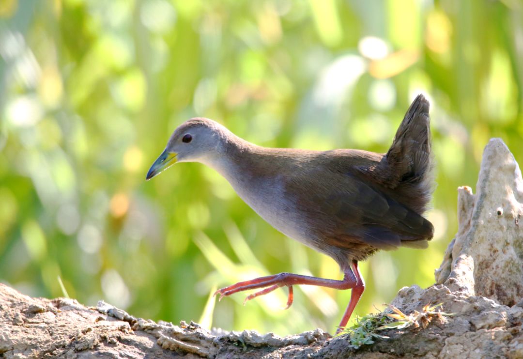 birdWatching