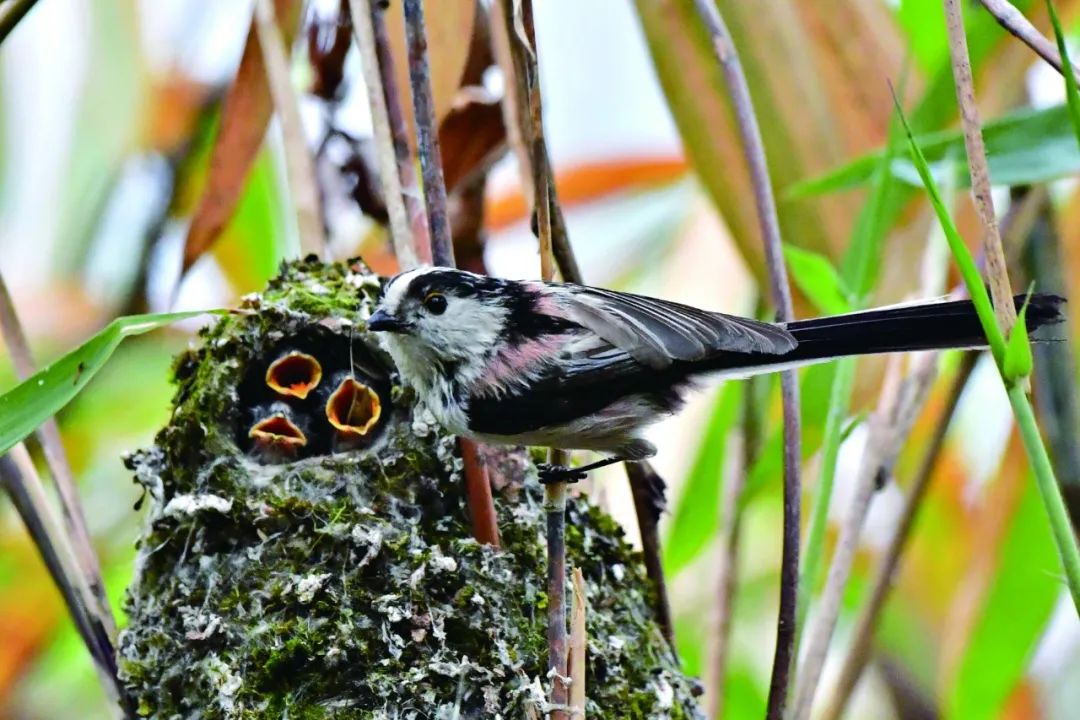 birdWatching