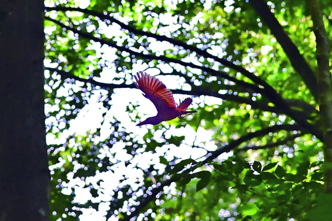 birdWatching